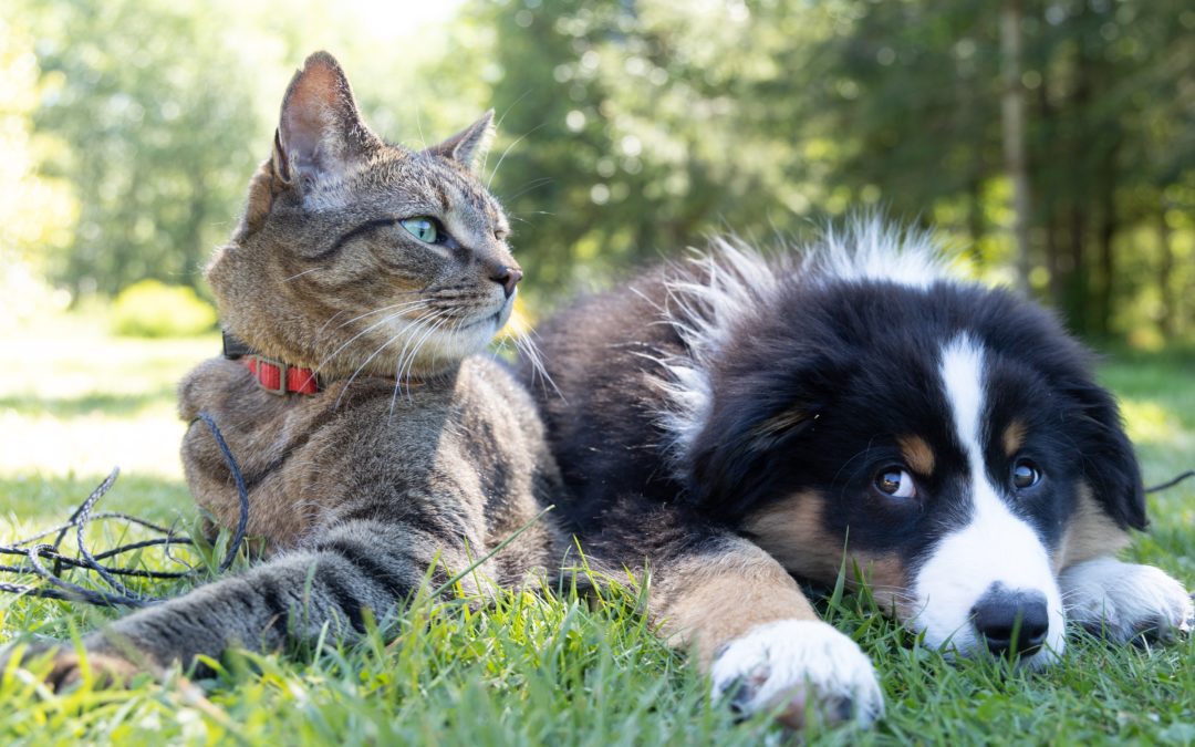 Pain In Dogs and Cats
