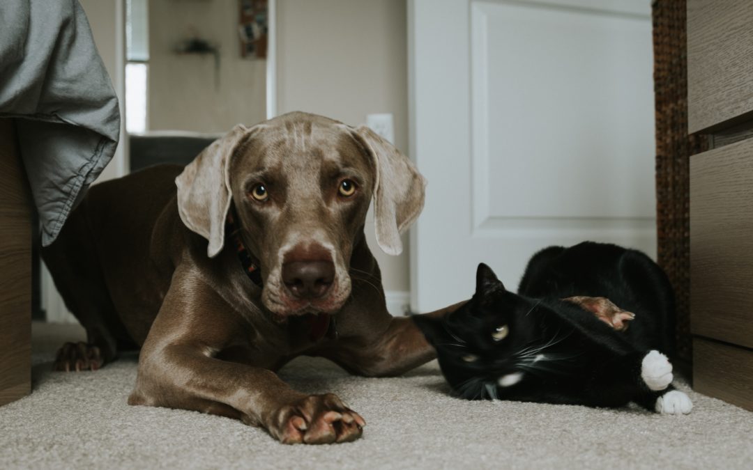 Pain In Dogs And Cats